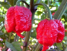100 Giant Spicy Red Chili Hot Pepper seeds - Seed World
