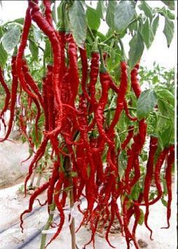 100 Giant Spicy Red Chili Hot Pepper seeds - Seed World