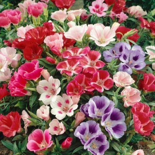100 Godetia Monarch Mix (Grandiflora Azaelaflora) Seeds - Seed World