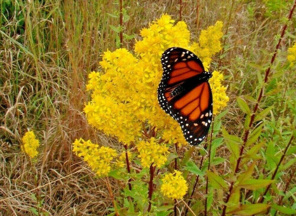 100 Goldenrod - Solidago Seeds - Seed World
