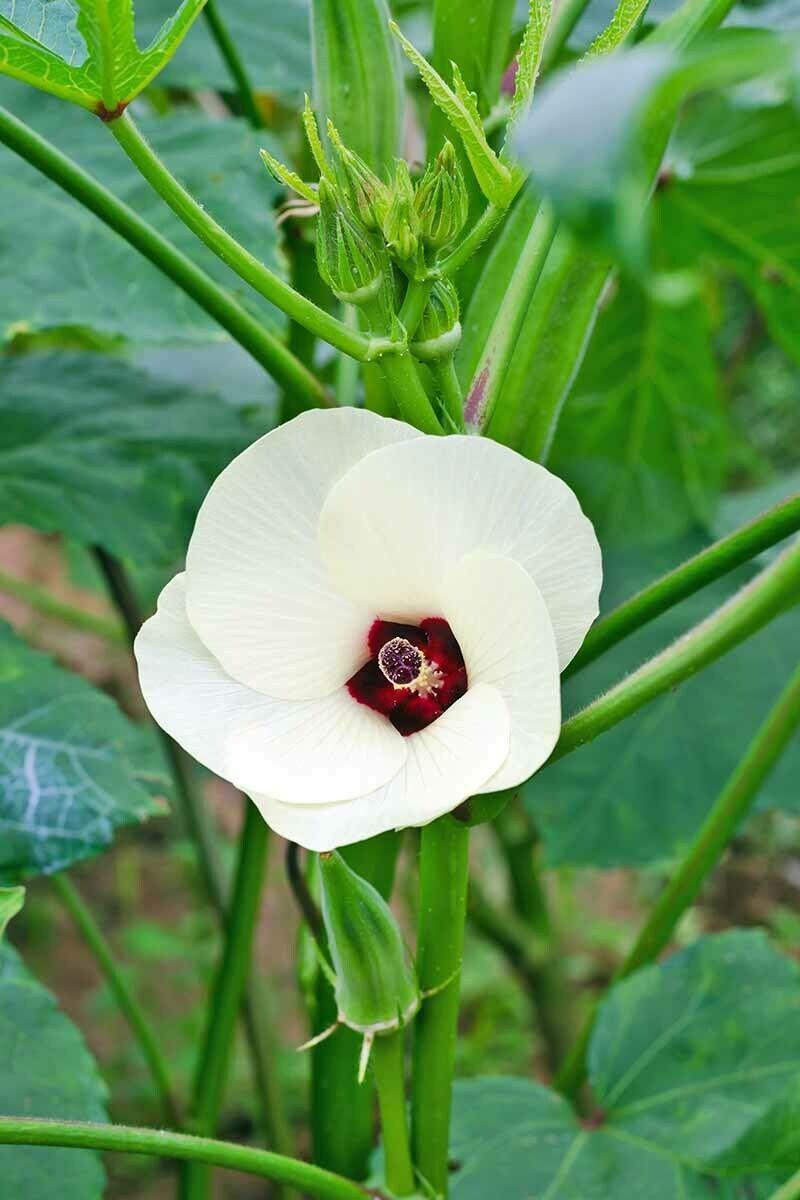 100 Green Emerald Okra Seeds - Seed World