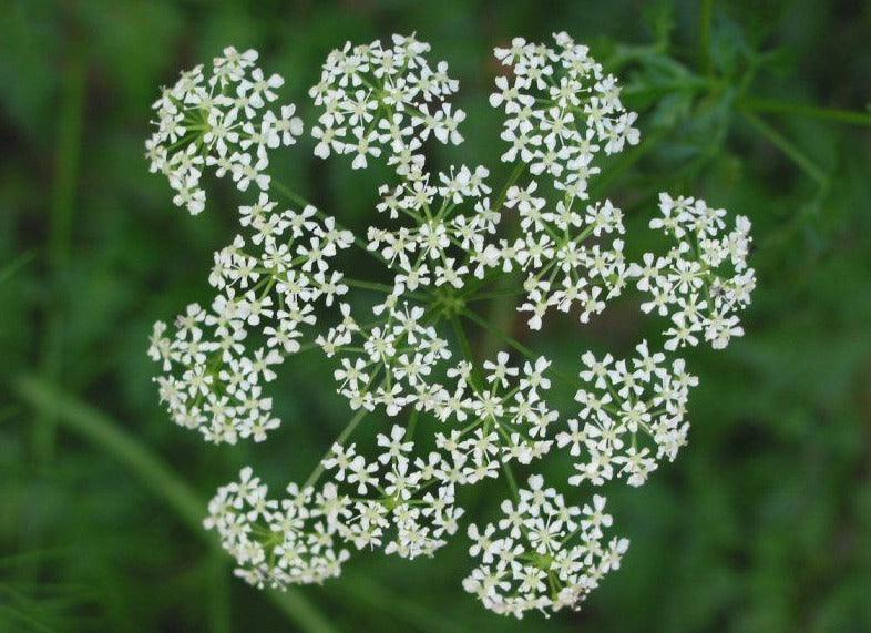 100 Hemlock Conium Maculatum Seeds - Seed World