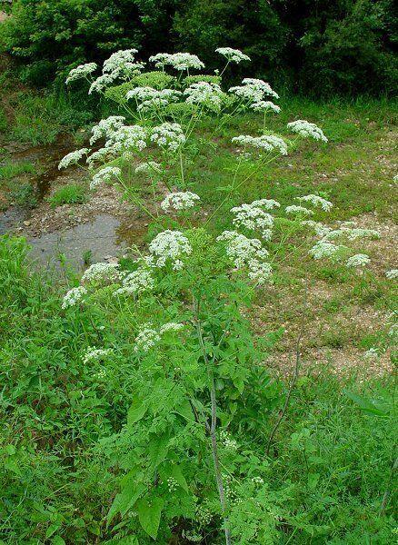 100 Hemlock Conium Maculatum Seeds - Seed World