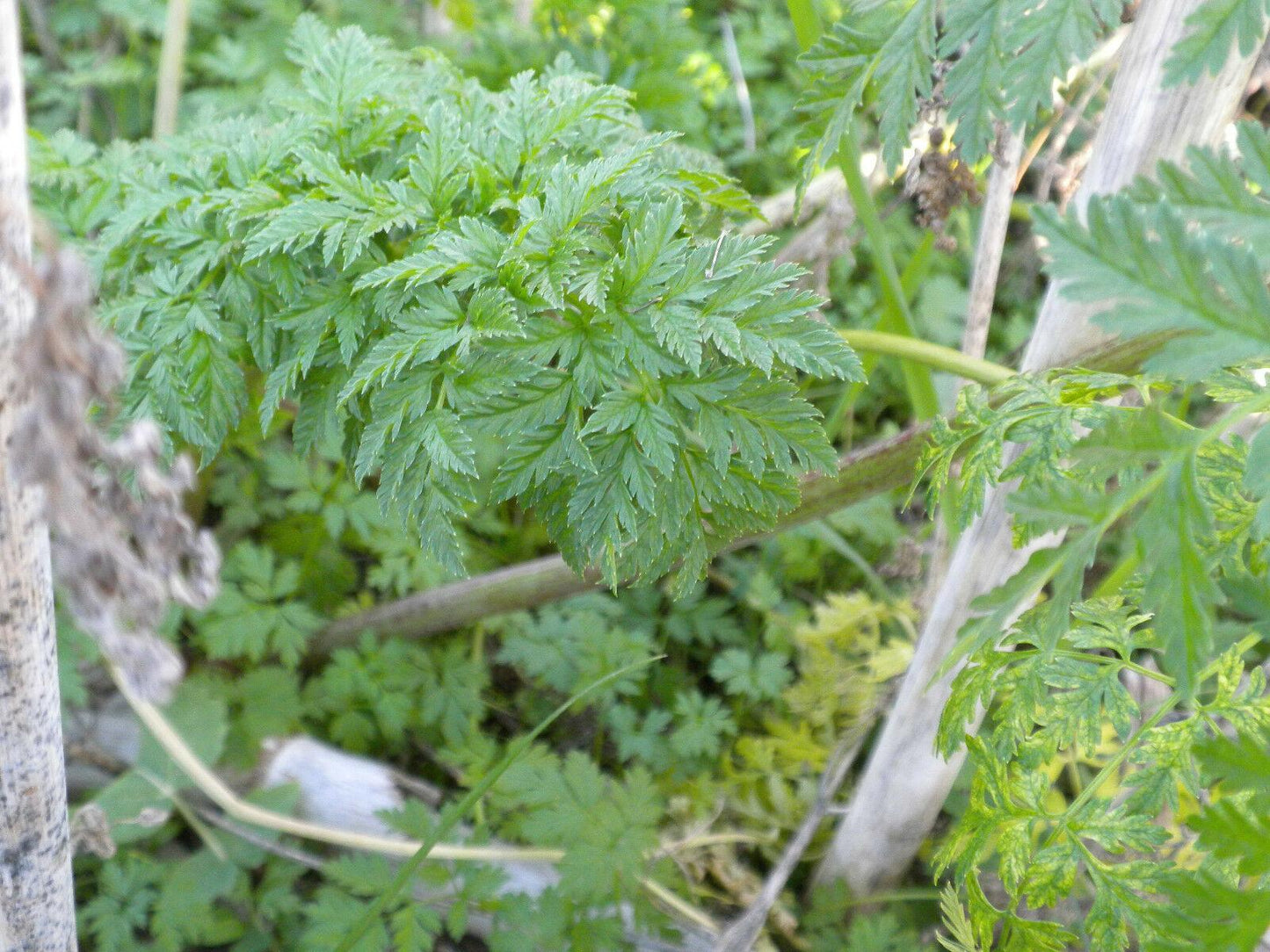100 Hemlock Conium Maculatum Seeds - Seed World