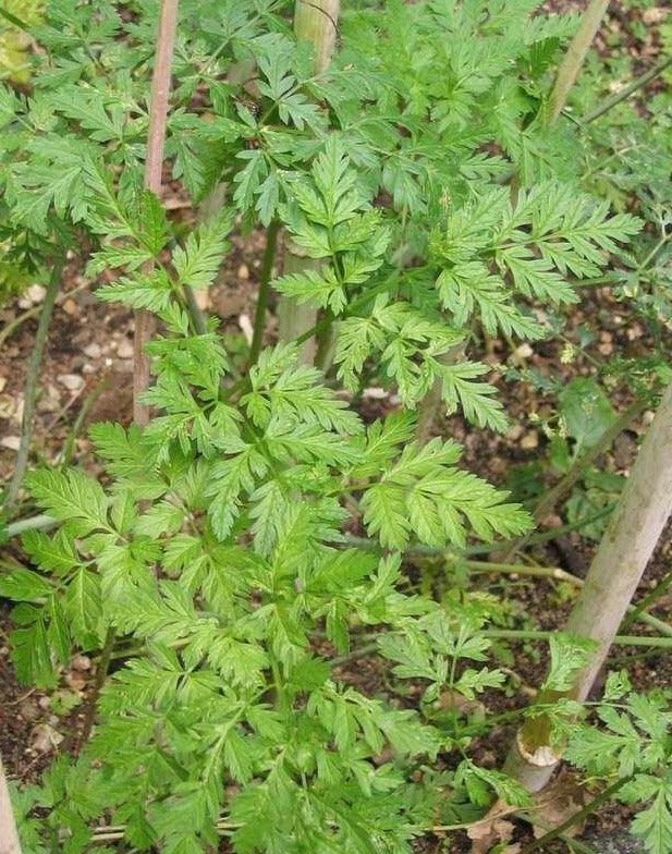 100 Hemlock Conium Maculatum Seeds - Seed World