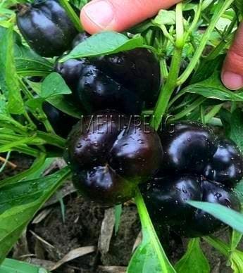 100 Hot Chili Pepper Annuum Mix Plant Seeds - Seed World
