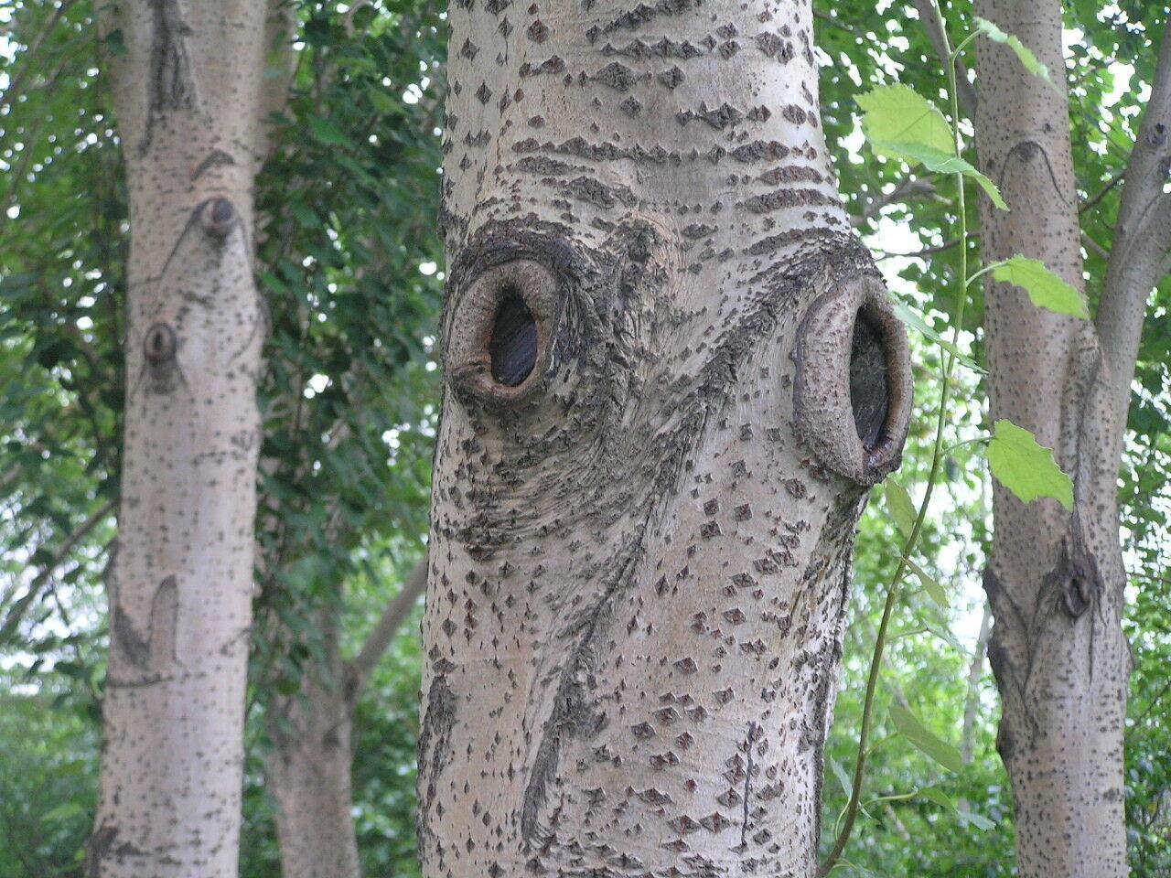 100 Japanese White Birch Tree Seeds - Seed World