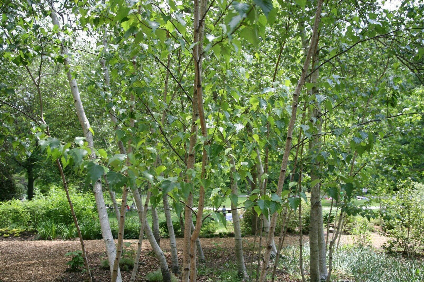 100 Japanese White Birch Tree Seeds - Seed World