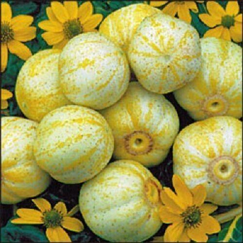 100 Lemon Cucumber Seeds - Heirloom - NON-GMO - Seed World