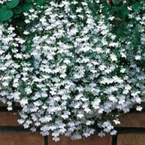 100 Lobelia - White Lady Seeds - Seed World