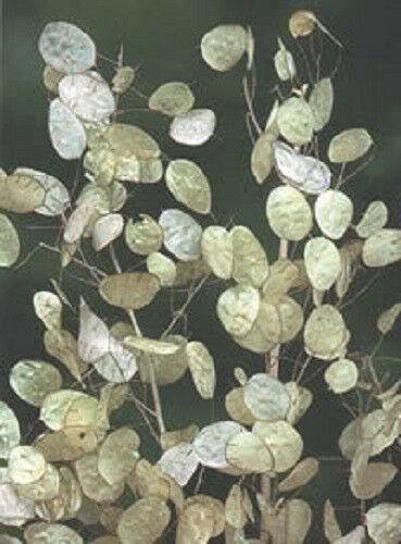 100 Lunaria - Money Plant - Honesty Flower Seeds - Seed World