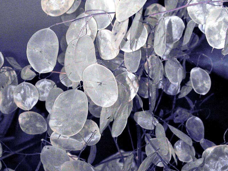 100 Lunaria - Money Plant - Honesty Flower Seeds - Seed World