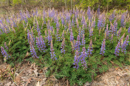 100 Lupine - Lupinus Perennis Seeds - Seed World