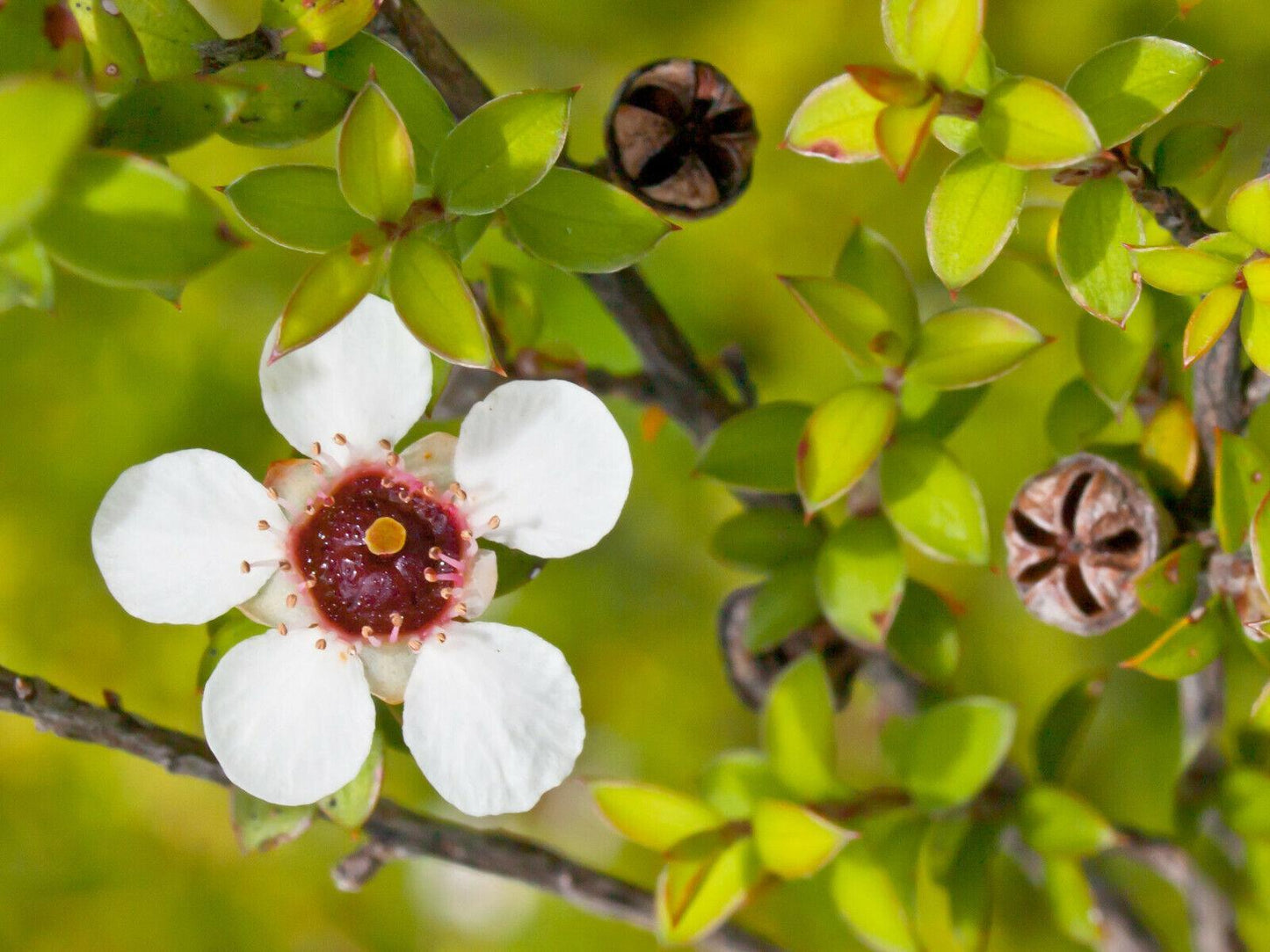 100 Manuka Tea Tree Seeds - Seed World