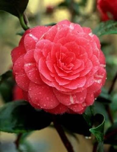 100 Mixed Double Camellia Impatiens Seeds - Seed World