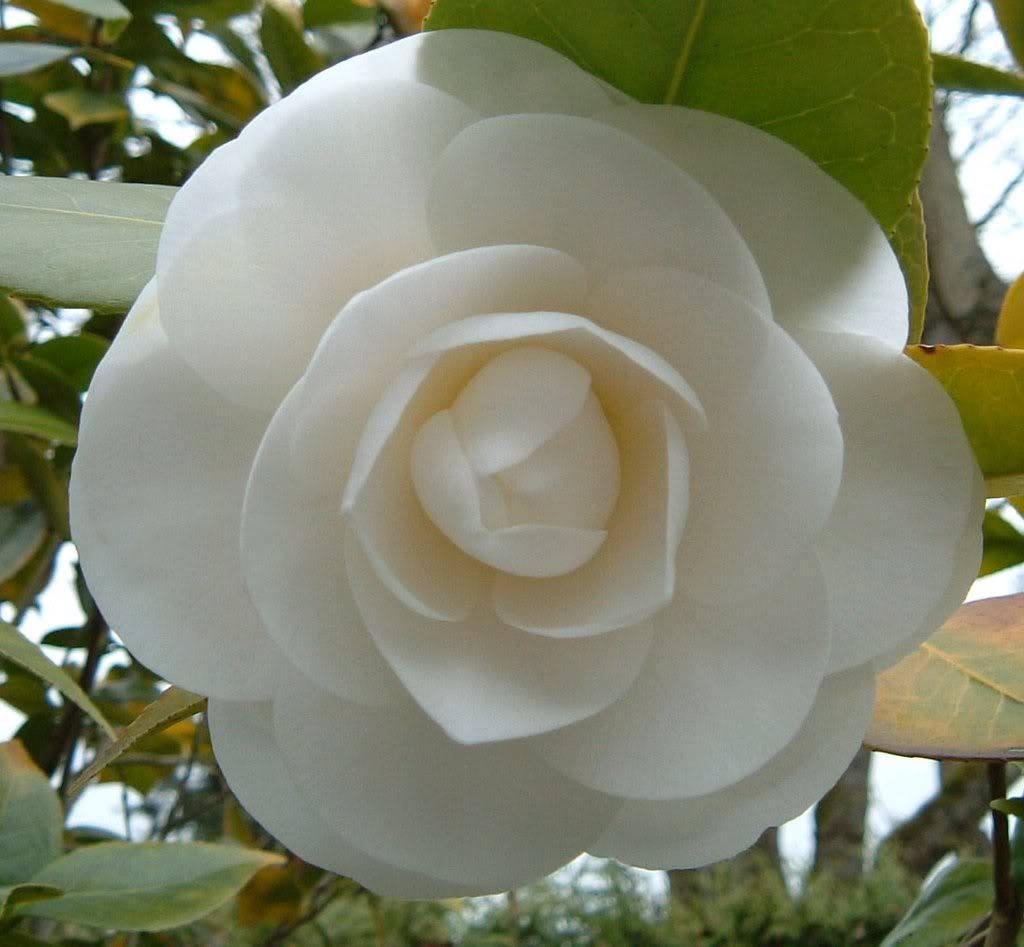 100 Mixed Double Camellia Impatiens Seeds - Seed World