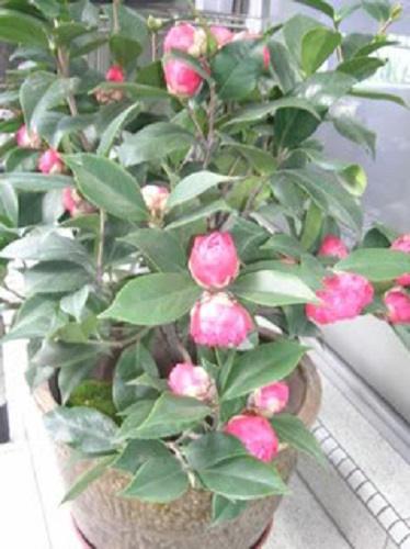 100 Mixed Double Camellia Impatiens Seeds - Seed World