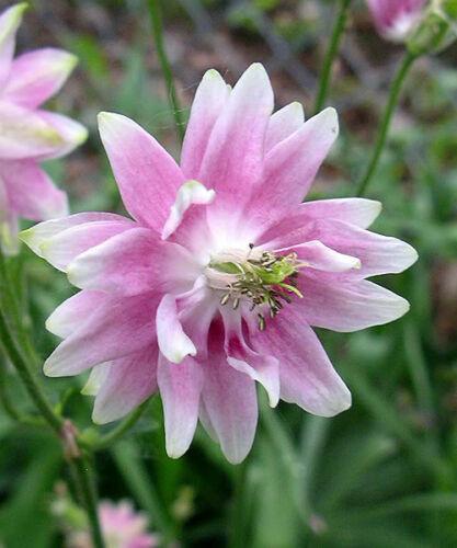 100 Mixed European Columbine Seeds - Seed World