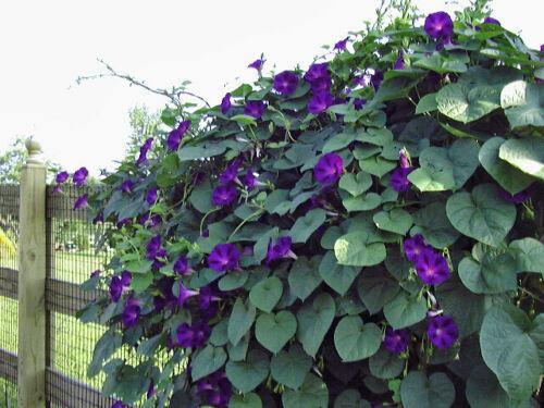 100 Morning Glory Seeds - Seed World