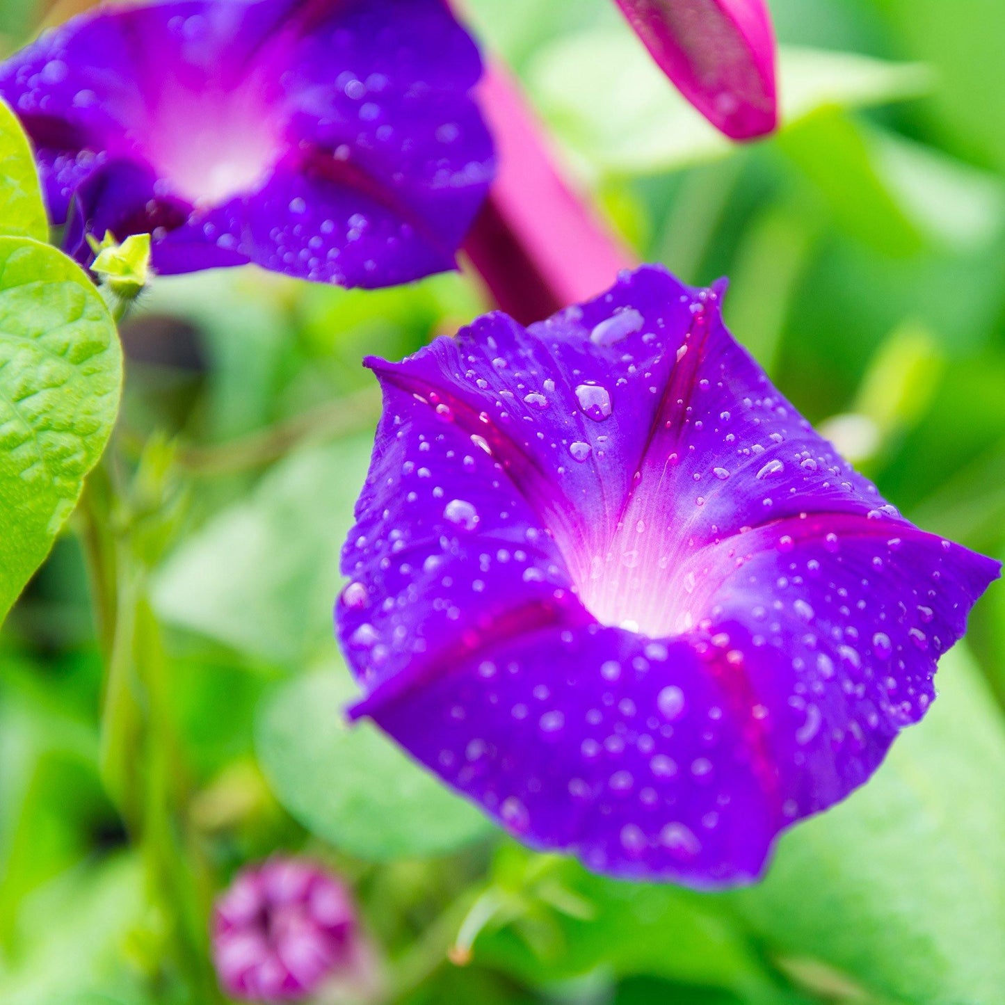 100 Morning Glory Seeds - Seed World