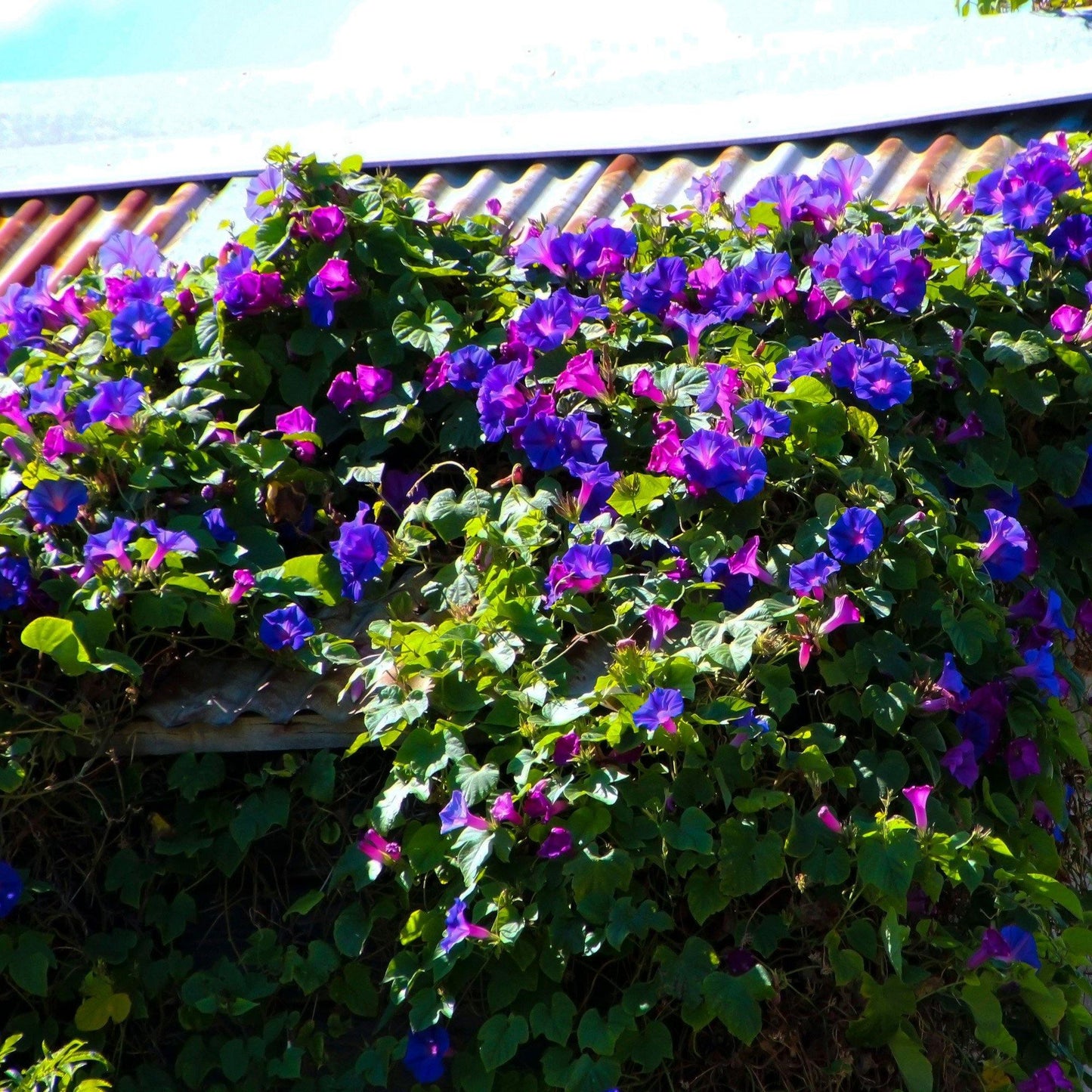 100 Morning Glory Seeds - Seed World