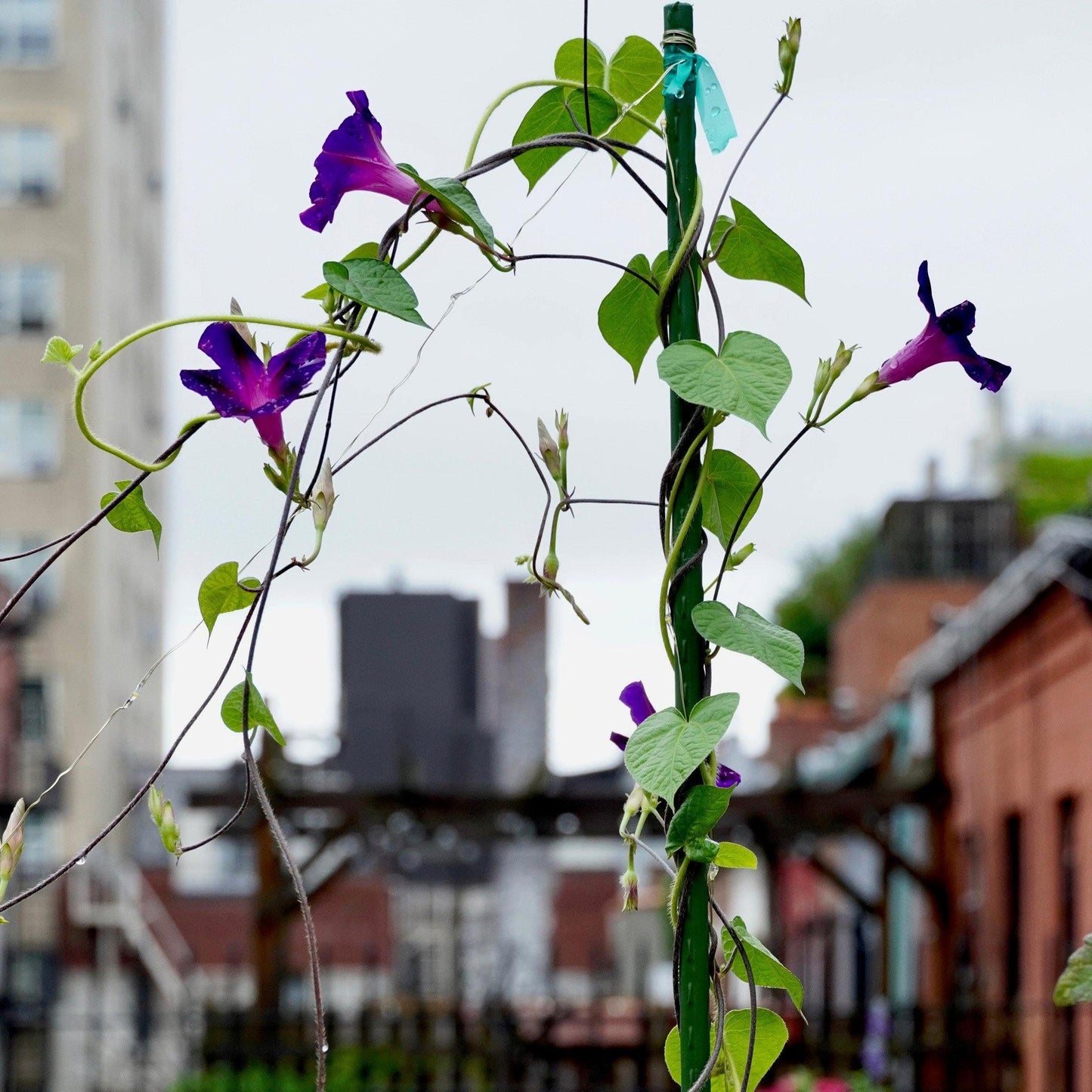 100 Morning Glory Seeds - Seed World