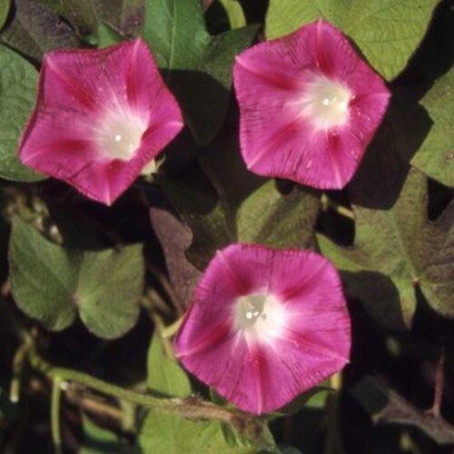 100 Morning Glory Seeds - Seed World
