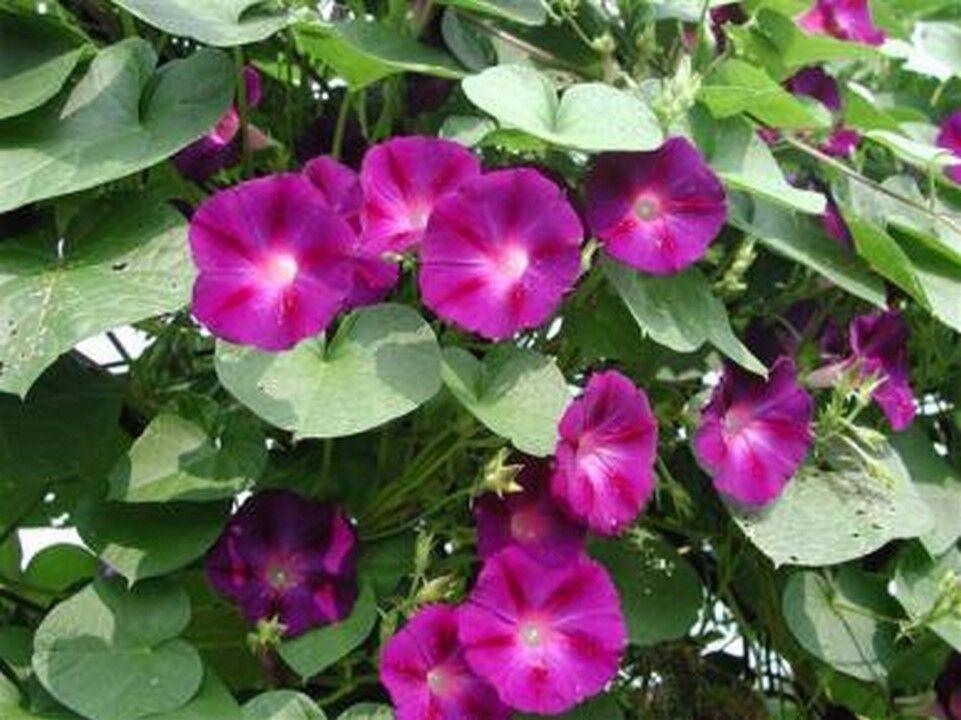100 Morning Glory Seeds - Seed World