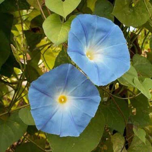 100 Morning Glory Seeds - Seed World