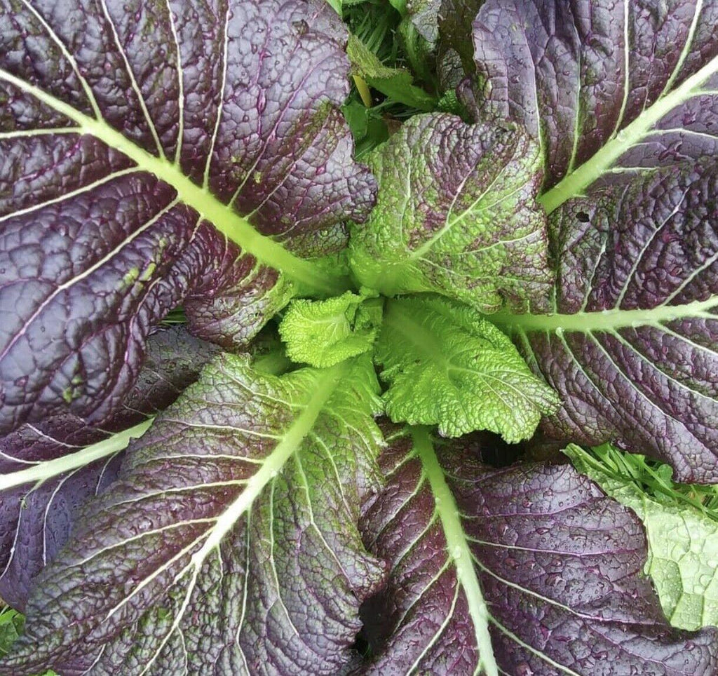 Red Giant Mustard Greens
