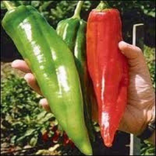 100 New Mexico Big Jim Pepper Seeds - Seed World