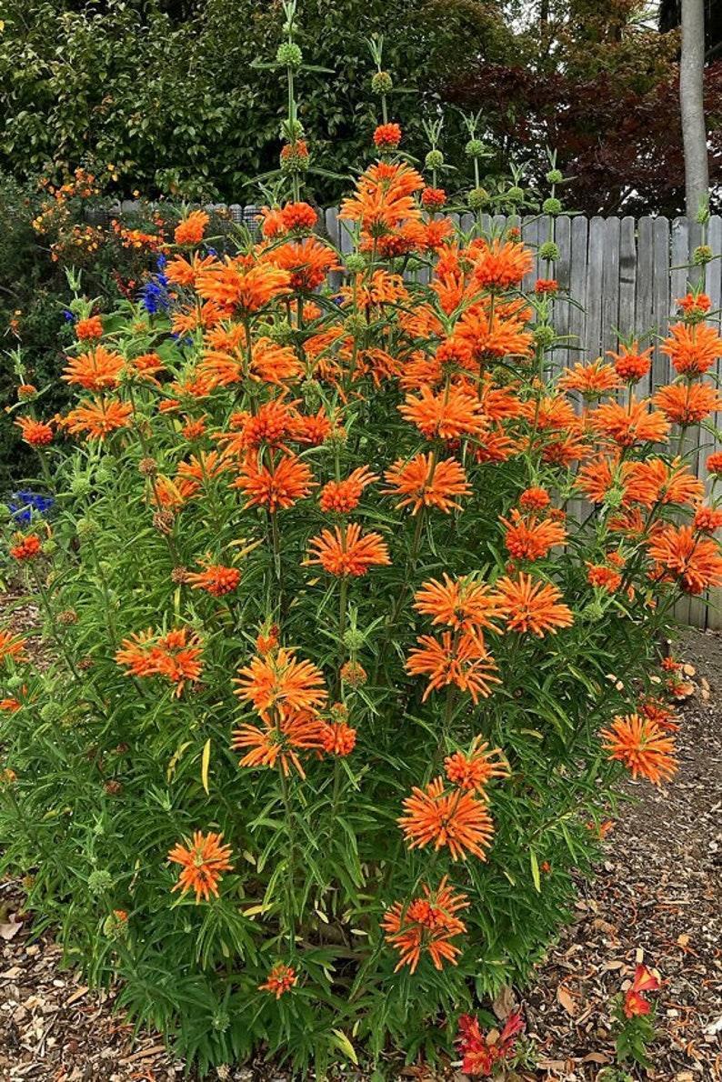 100 Orange Bee Balm Seeds - Seed World