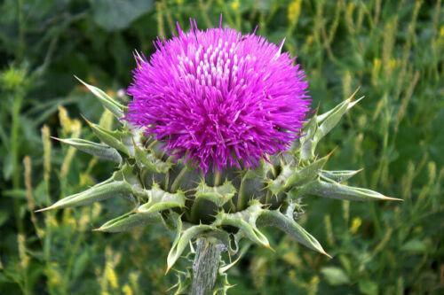 100 Organic Purple Milk Thistle Seeds - Seed World