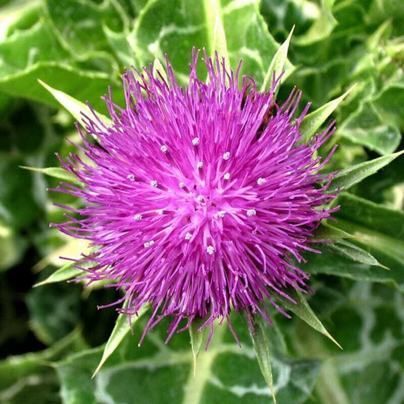 100 Organic Purple Milk Thistle Seeds - Seed World
