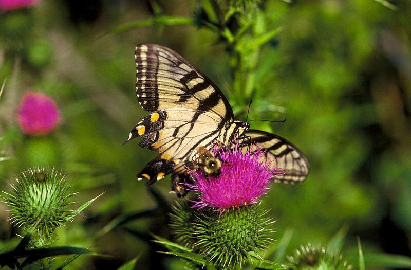 100 Organic Purple Milk Thistle Seeds - Seed World