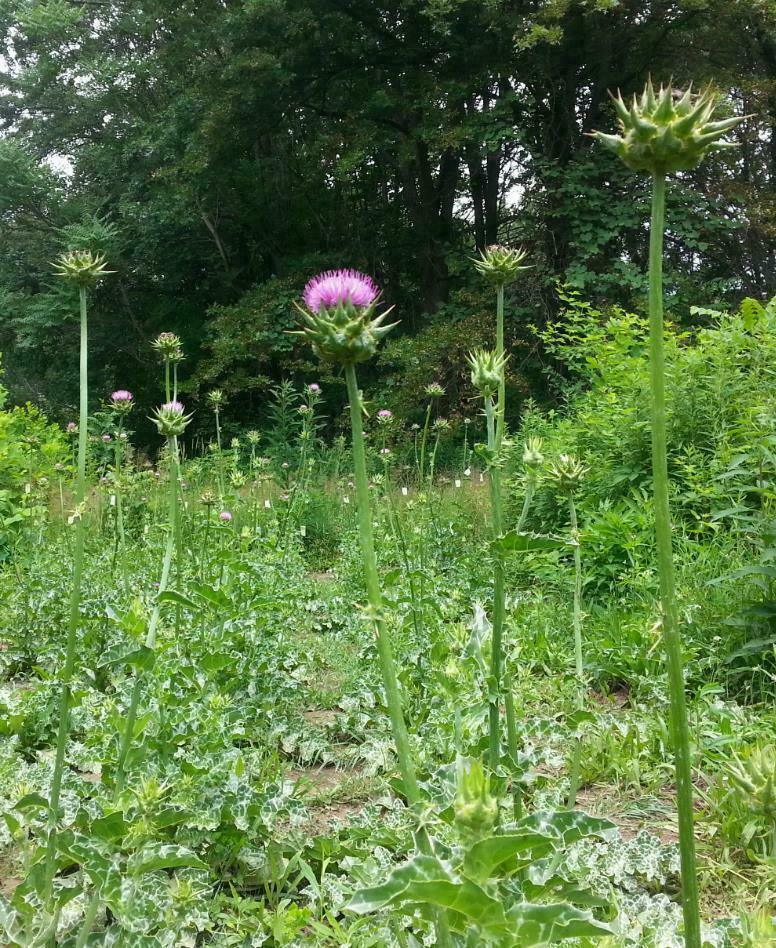 100 Organic Purple Milk Thistle Seeds - Seed World