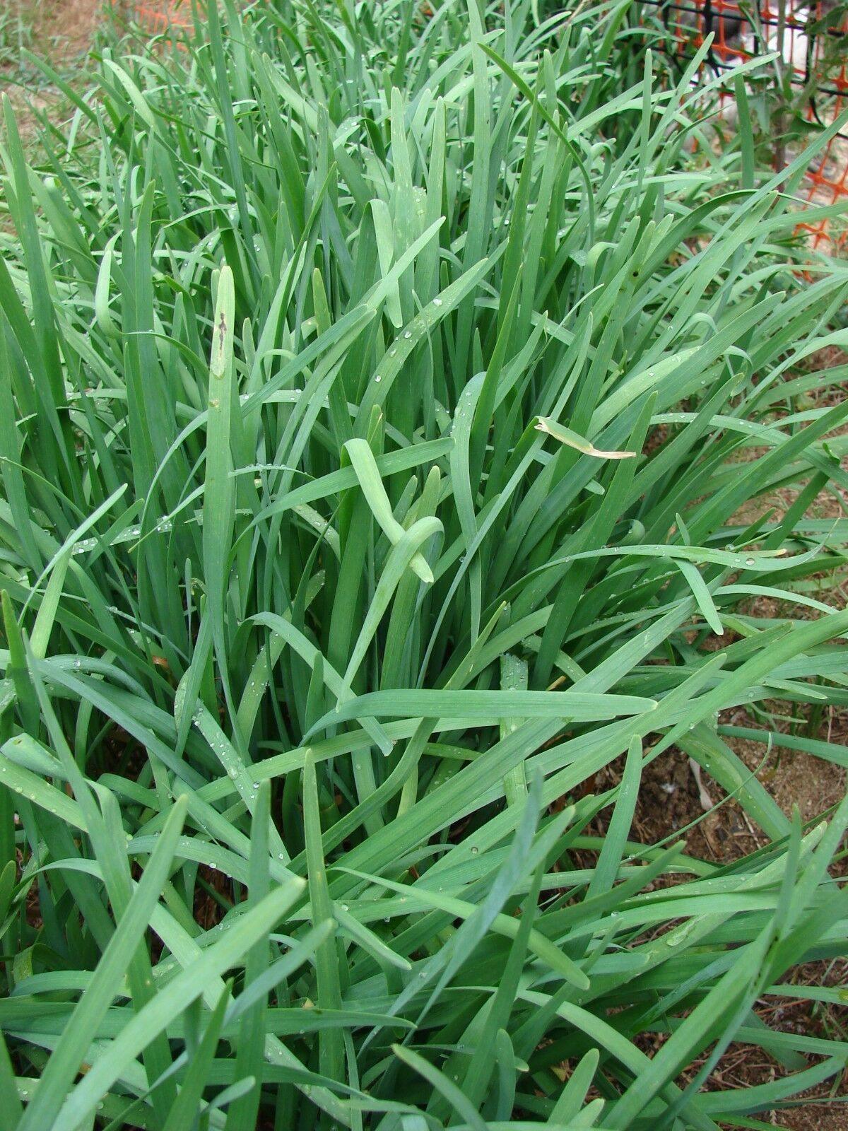 100 Original Purple Root Chive Organic Herb Leak Seeds - Seed World