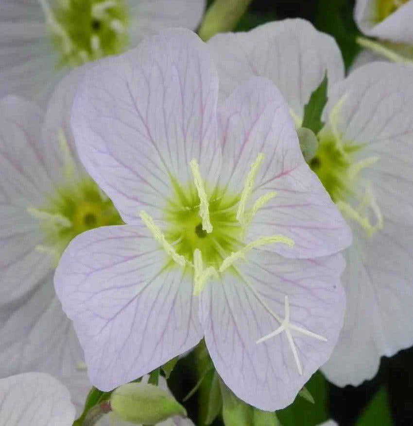 100 Pale Evening Primrose Seeds - Seed World
