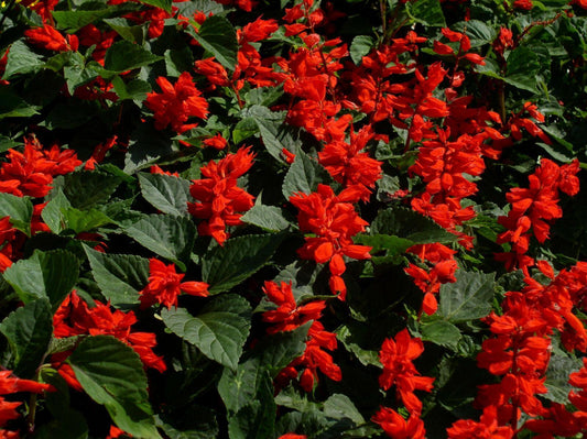 100 Palisades Mix Salvia Seeds - Seed World