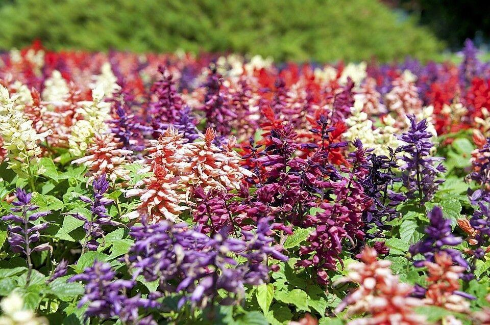 100 Palisades Mix Salvia Seeds - Seed World