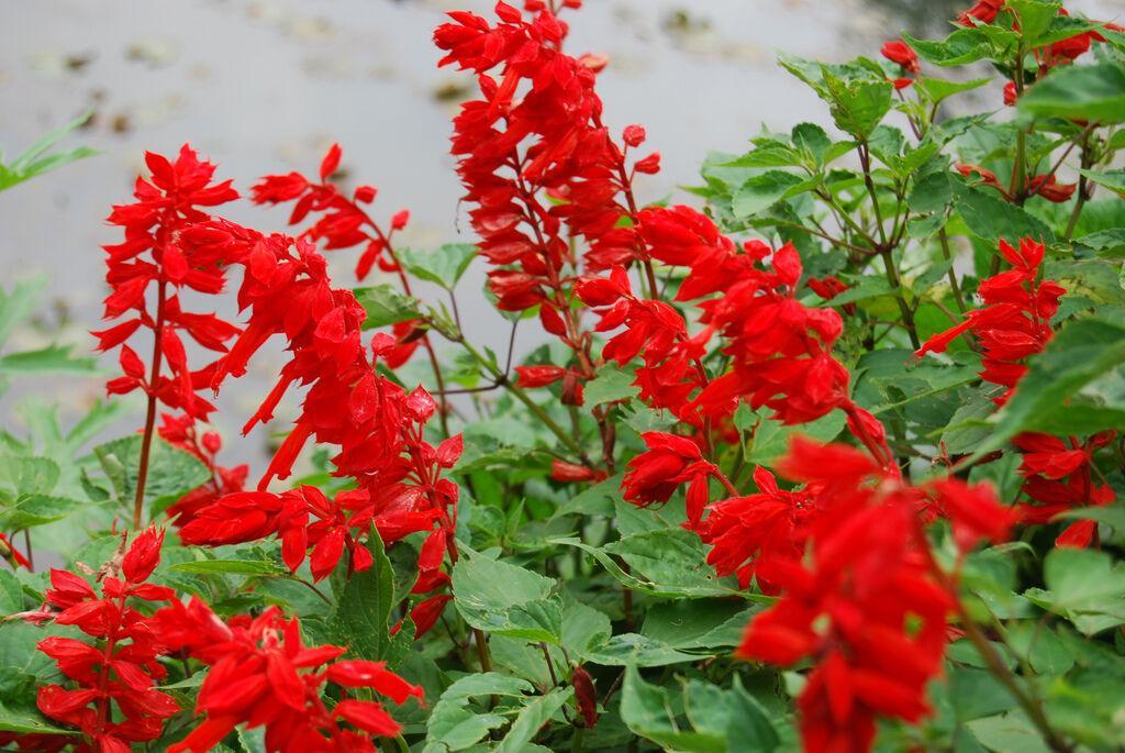 100 Palisades Mix Salvia Seeds - Seed World
