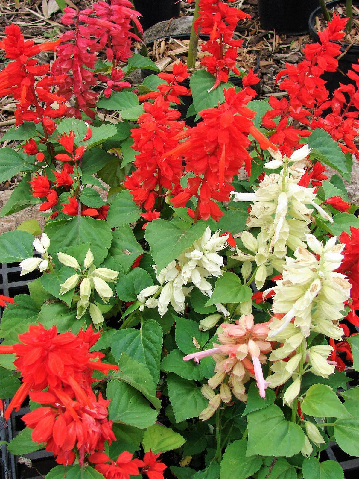 100 Palisades Mix Salvia Seeds - Seed World