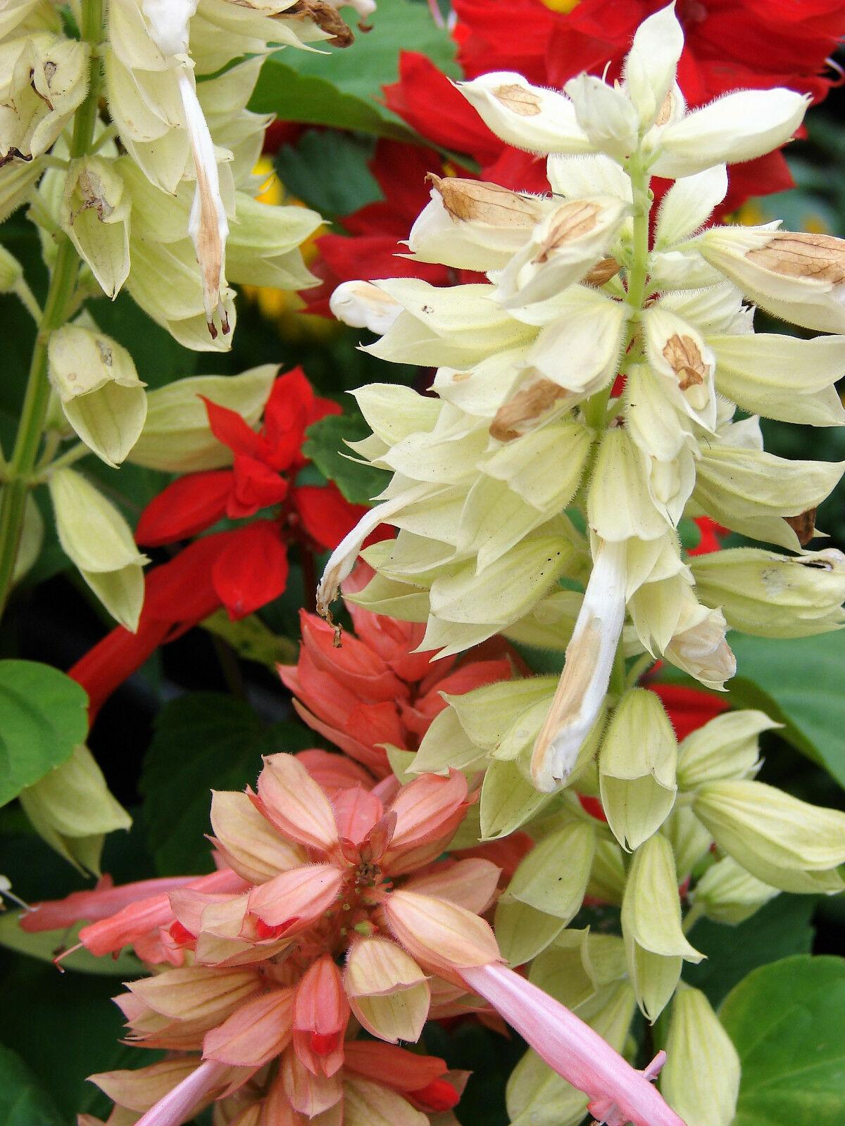 100 Palisades Mix Salvia Seeds - Seed World