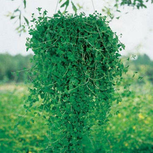 100 Pennyroyal - Mentha Pulegium Seeds - Seed World