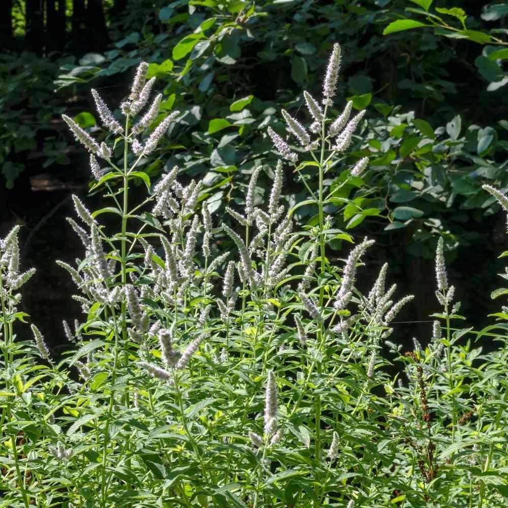 100 Pennyroyal - Mentha Pulegium Seeds - Seed World