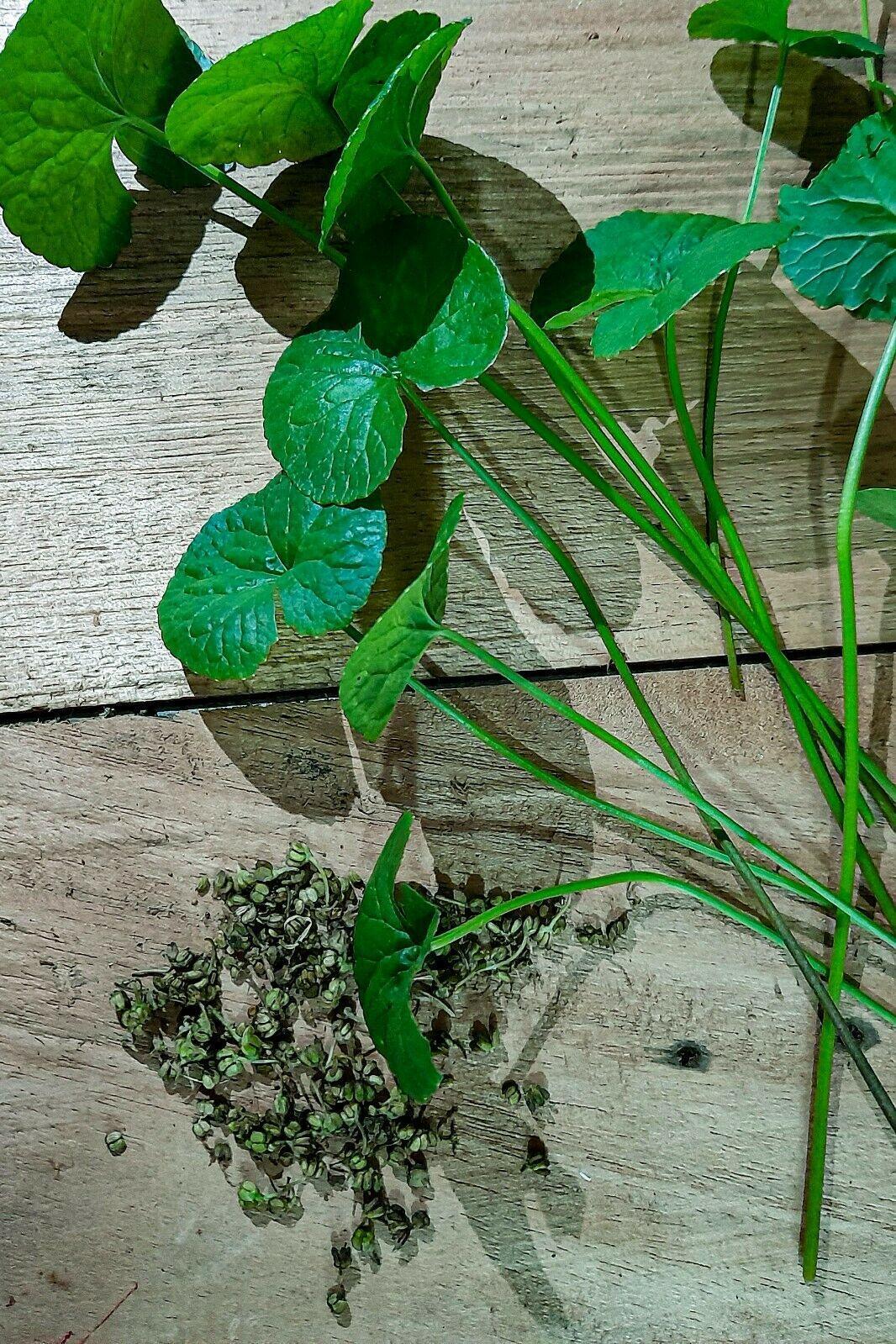 100 Pennywort - Gotu Kola Seeds - Seed World