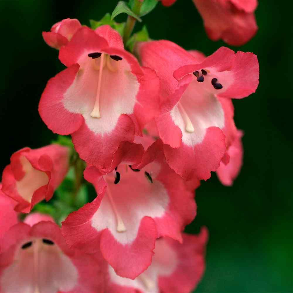 100 Penstemon Seeds - Scarlet Queen - Seed World
