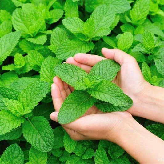 100 Peppermint Mint Seeds - Seed World
