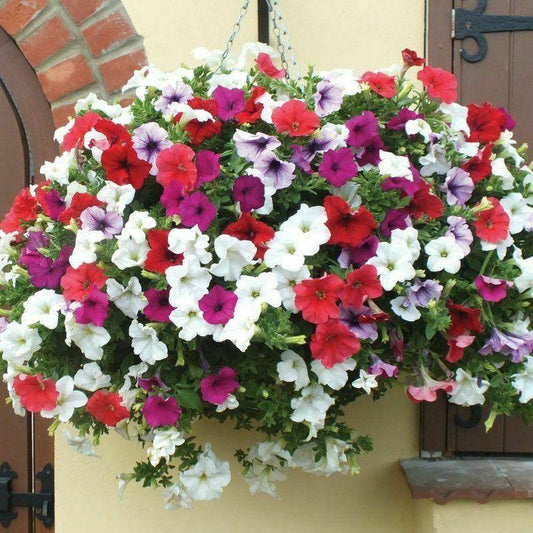 100 Petunia Multiflora Star Mix Seeds - Seed World
