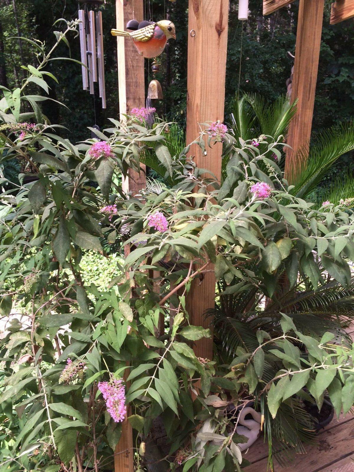 100 Pink Delight Butterfly Bush Seeds - Seed World